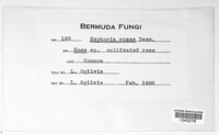 Sphaerulina rehmiana image